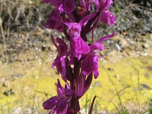 orchis elata x fuchsii